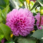 Bulbes à fleurs à planter au printemps - Dahlia Décoratif Lucky Number (x1) - face recto